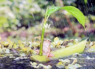 Monsoon Magic Images